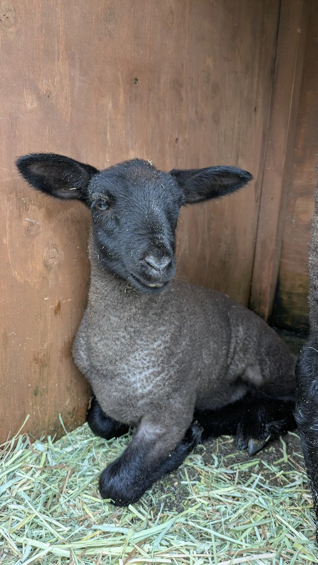 サフォークヒツジ