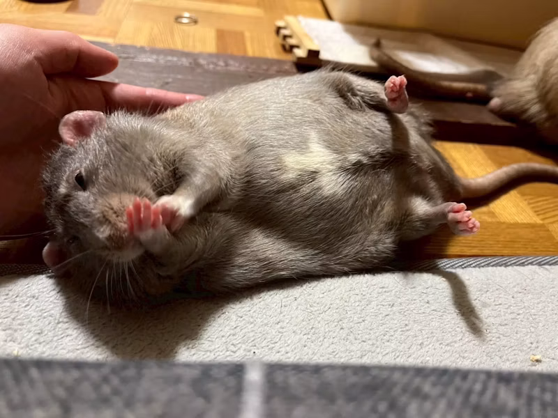 寝転ぶラット