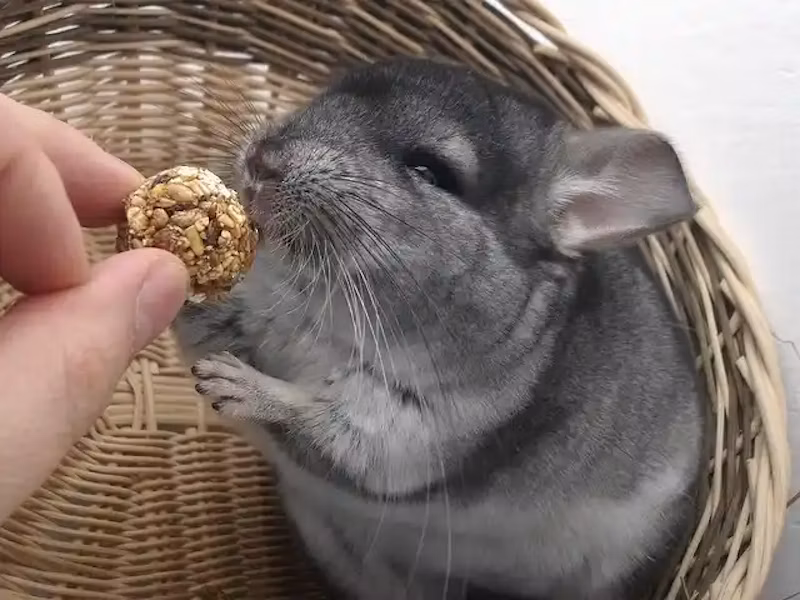 おやつをもらうチンチラ
