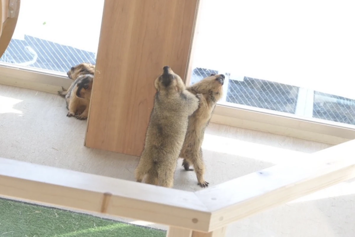 慣れた環境でしか見せないマーモット特有の生態行動「模擬戦闘」