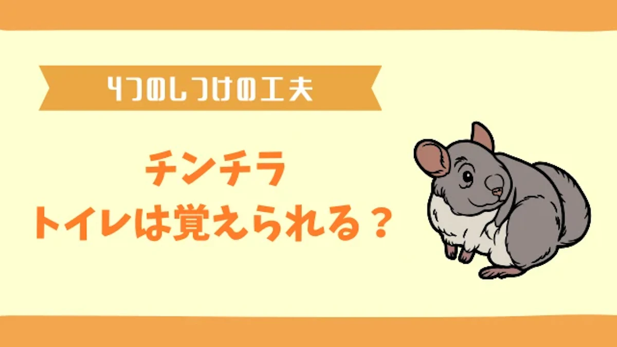 チンチラにトイレを覚えさせる4つの工夫｜おすすめのアイテムを紹介