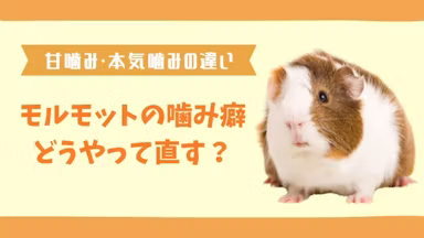 モルモットは人を噛む？　噛み癖がついた子をしつけで直す方法とはのサムネイル画像
