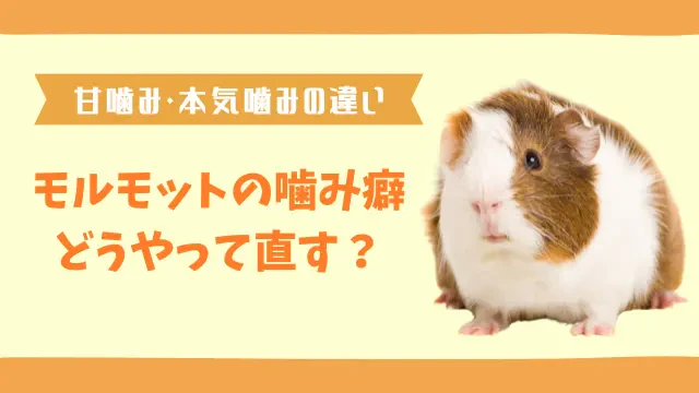 モルモットは人を噛む？　噛み癖がついた子をしつけで直す方法とはのサムネイル画像