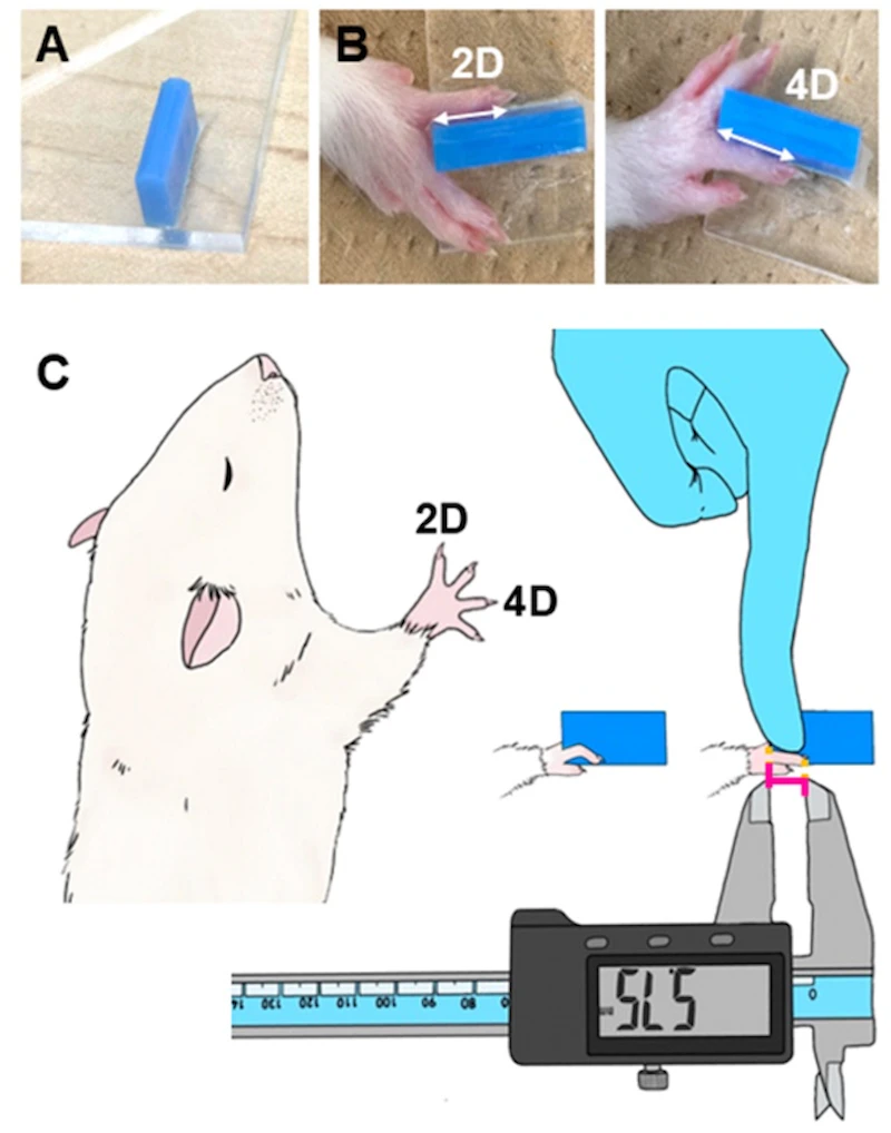 図1. 指の長さの測定方法 （A）2mm厚のアクリル板を直角に接着してカスタム測定プレートを作製しました。 （B）仕切り板を指の間に配置し、その端が指の付け根に合うように位置させました。 （C）指をプレートに平らに押し付け、仕切り板の端から爪を除いた指先までの長さをノギスで測定しました。