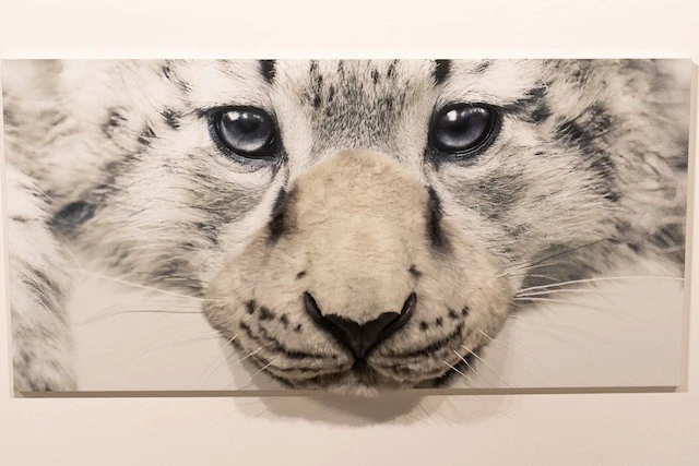 ユキヒョウ