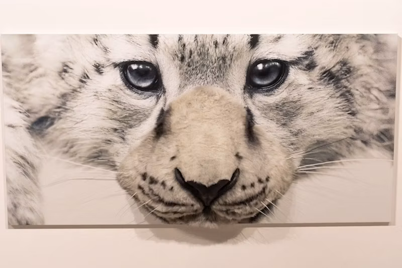 ユキヒョウ