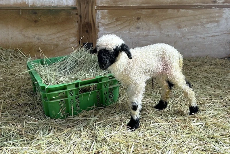 生後0日目の様子