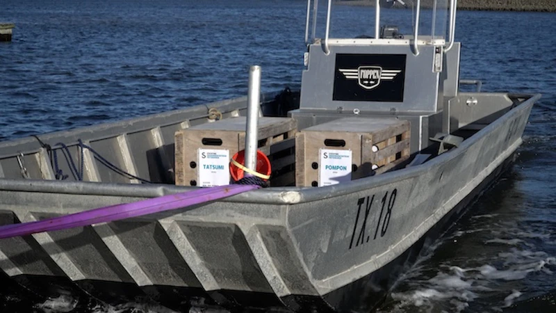 リリースポイントの海岸まで船で曳航される。同時期に保護された「ポンポン」も一緒にリリースされる／©Tonton Train