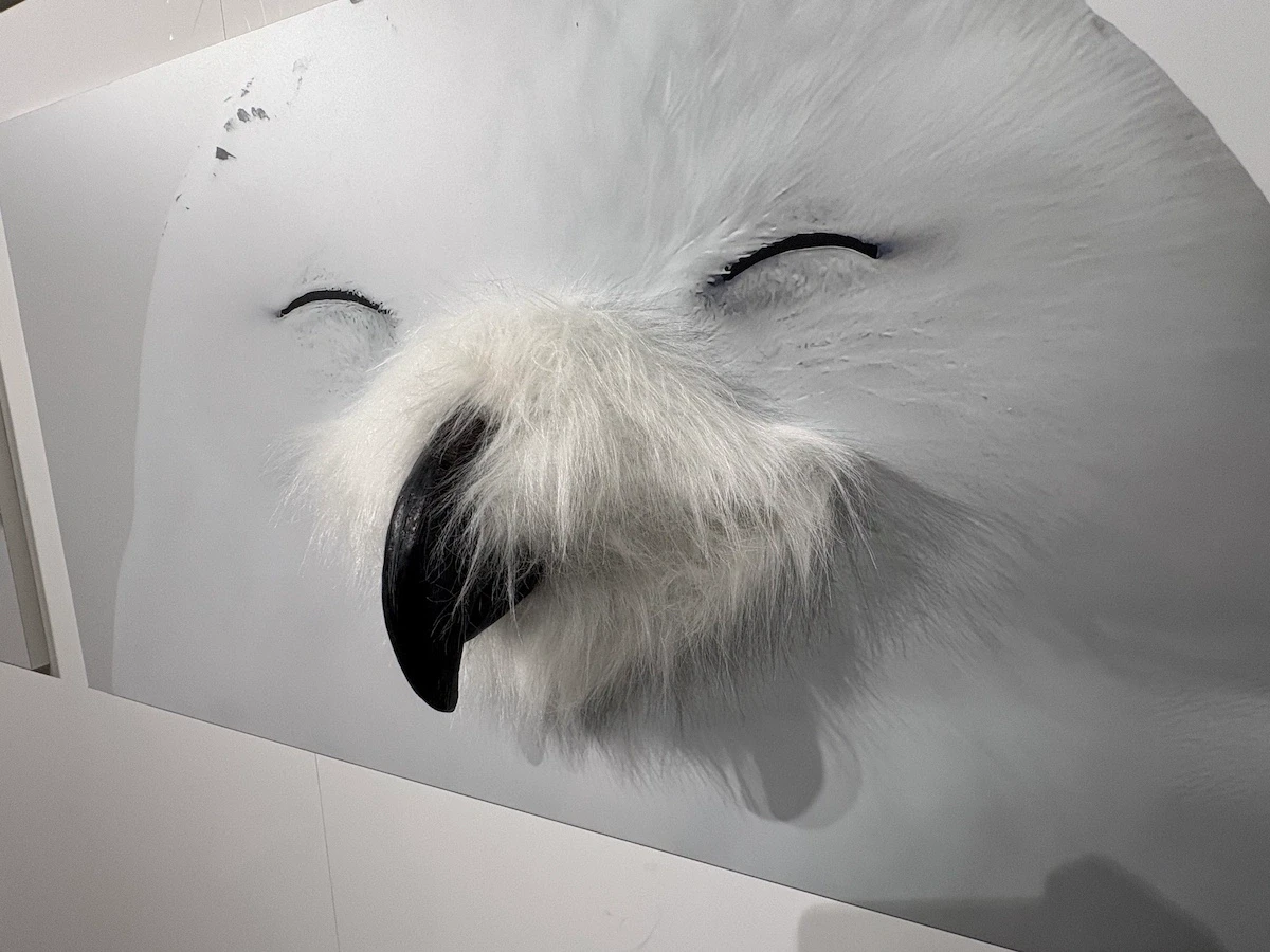 フクロウの鼻