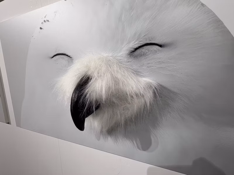 フクロウの鼻