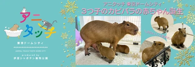 カピバラの赤ちゃん3頭が誕生！アニタッチ 東京ドームシティで見られますのサムネイル画像