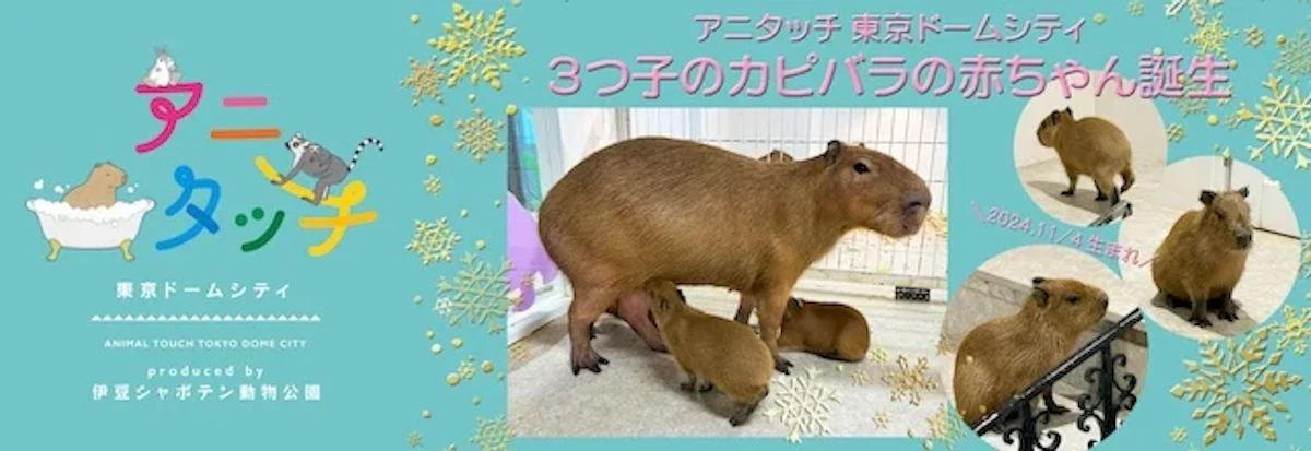カピバラの赤ちゃん3頭が誕生！アニタッチ 東京ドームシティで見られます