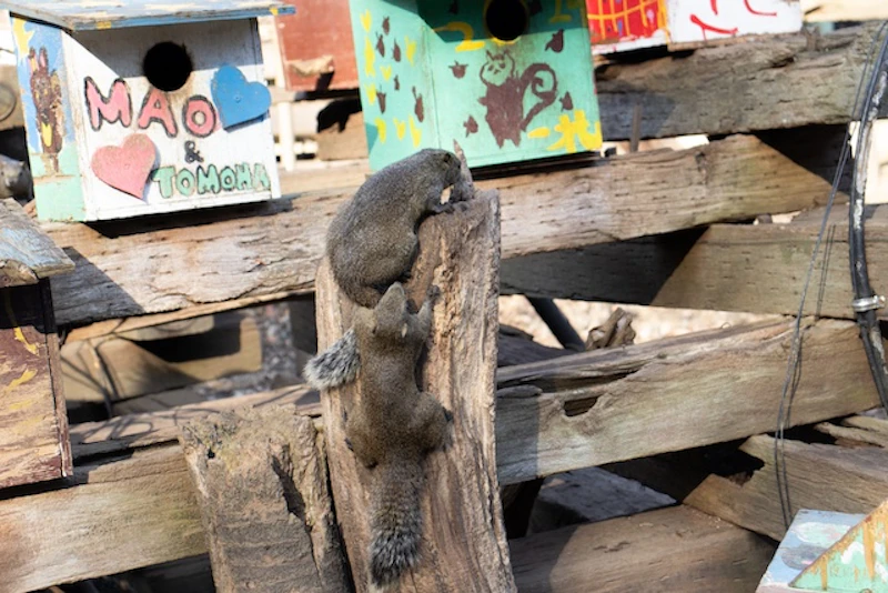 戯れる２匹のタイワンリス