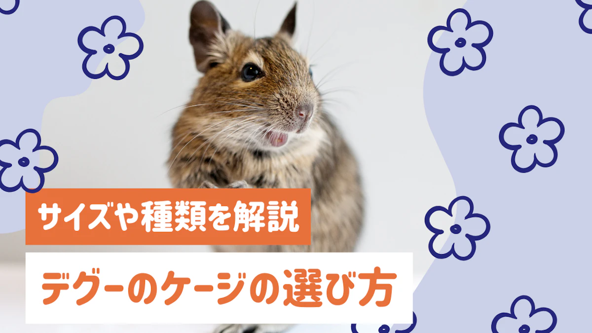  デグーのケージの選び方ガイド｜サイズ・種類・レイアウトのポイントを徹底解説のサムネイル画像