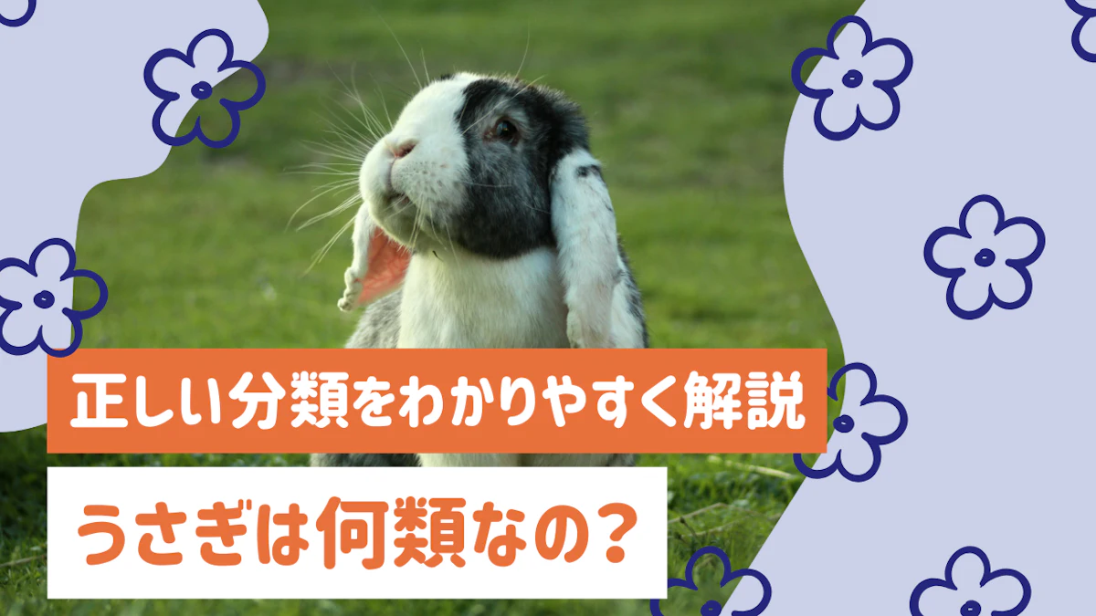 うさぎは何類なの？げっ歯類ではない理由と正しい分類をわかりやすく解説