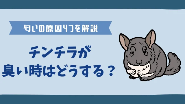 チンチラは臭くない！ストレスフリーな飼育環境を作る5つの方法のサムネイル画像