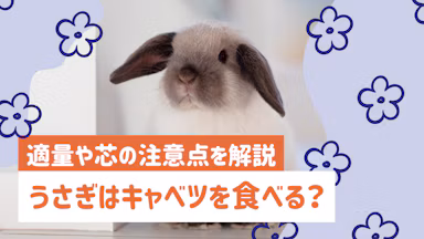 うさぎにキャベツは与えていい？適量や芯の注意点、正しい与え方を解説のサムネイル画像