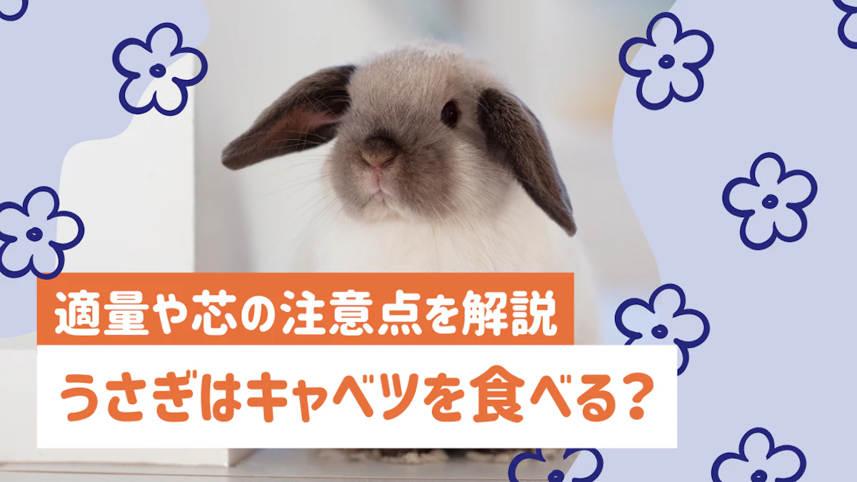 うさぎにキャベツは与えていい？適量や芯の注意点、正しい与え方を解説のサムネイル画像
