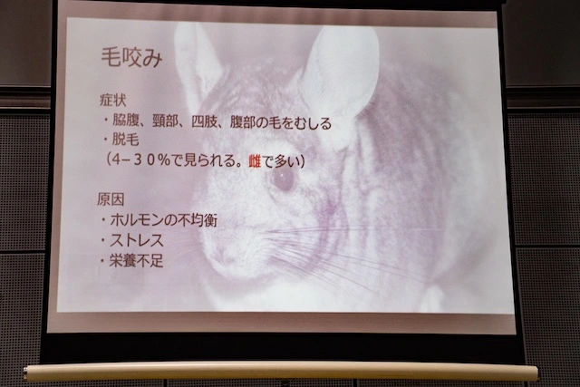 毛噛み
