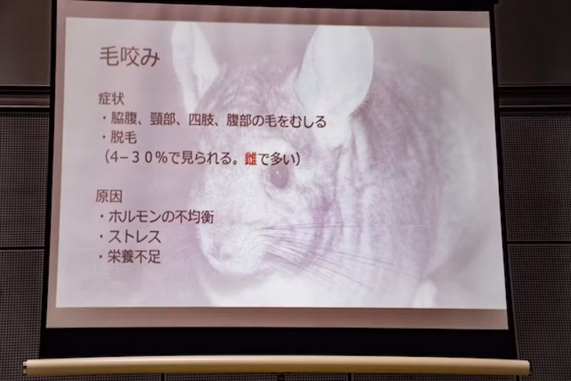 毛噛み