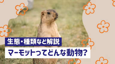 マーモットってどんな動物？生態・種類・日本で会える場所まで紹介のサムネイル画像