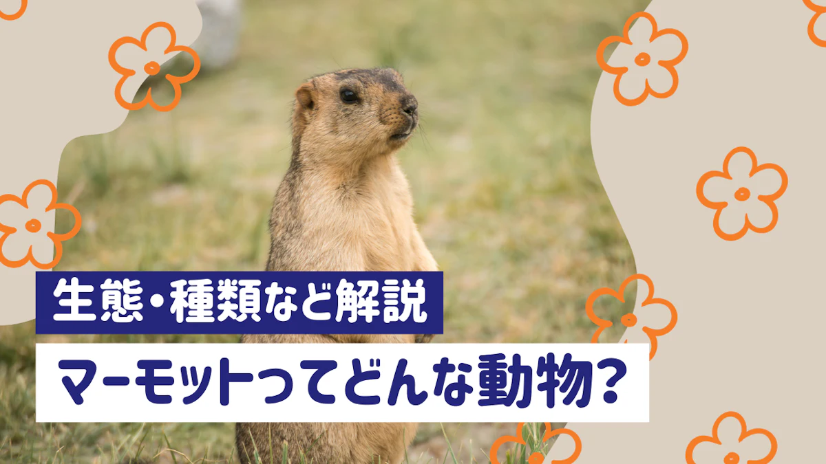 マーモットってどんな動物？生態・種類・日本で会える場所まで紹介