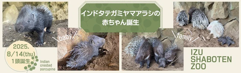 インドタテガミヤマアラシの赤ちゃん誕生