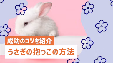 うさぎの抱っこができない方へ｜嫌がる原因と成功のコツを紹介のサムネイル画像