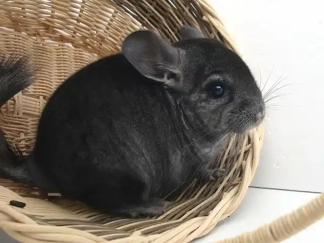 黒いチンチラ