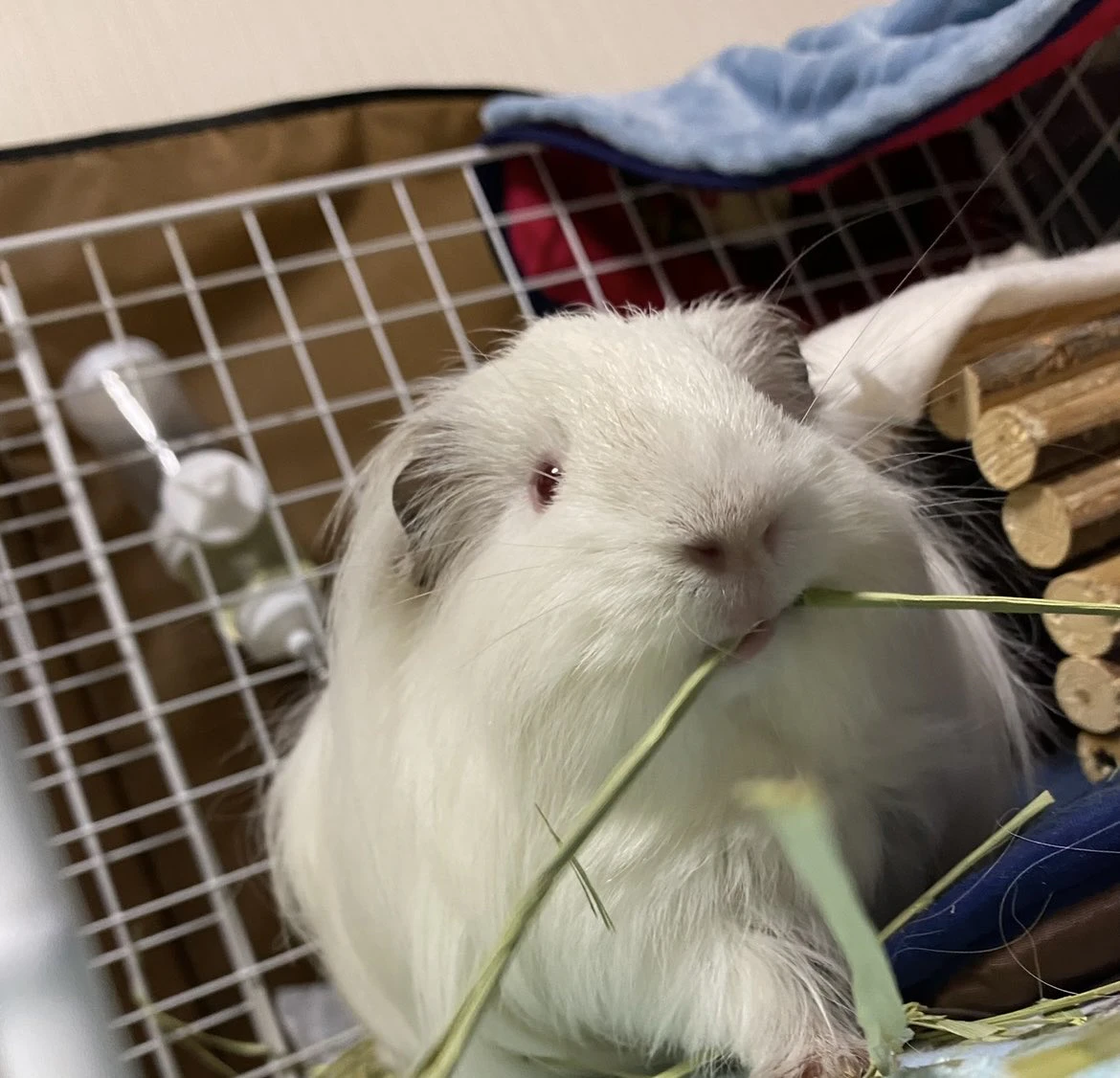 元気な頃の杏仁くん