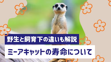 ミーアキャットの寿命はどのくらい？野生と飼育下の違いから長生きさせるコツまで解説のサムネイル画像