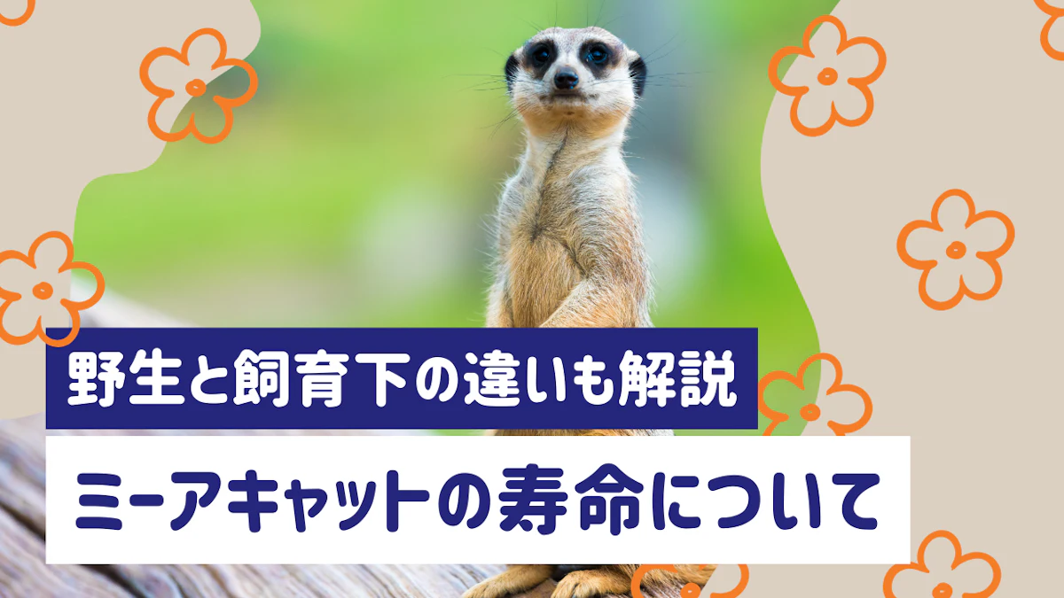 ミーアキャットの寿命はどのくらい？野生と飼育下の違いから長生きさせるコツまで解説