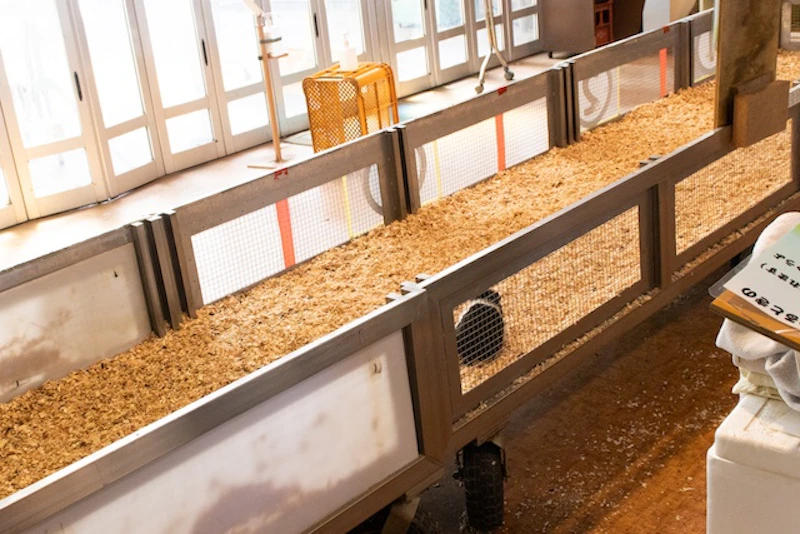 飼育小屋から伸びる長い通路に出て“出勤”する