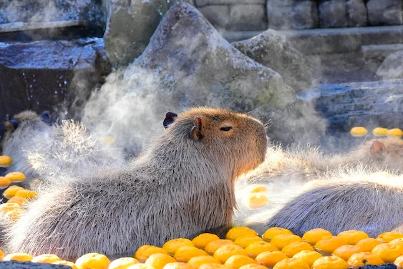 ゆずの芳香があたりに漂います