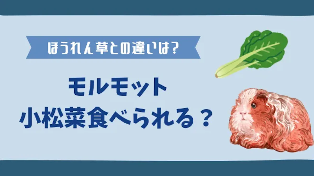 モルモットは小松菜を食べられる！シュウ酸は少ないって本当なの？