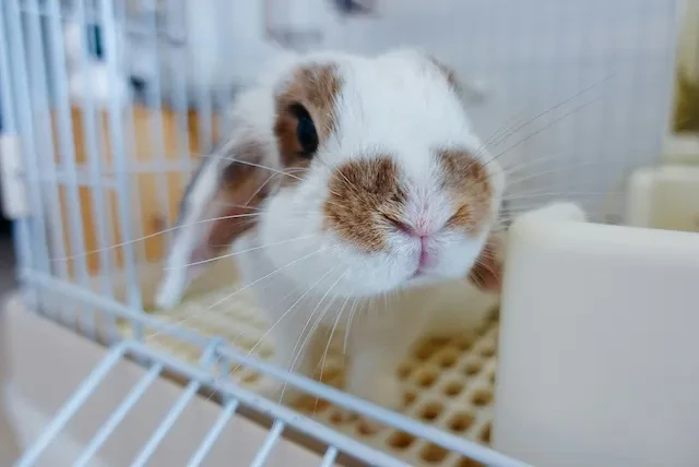 白と茶色のうさぎ