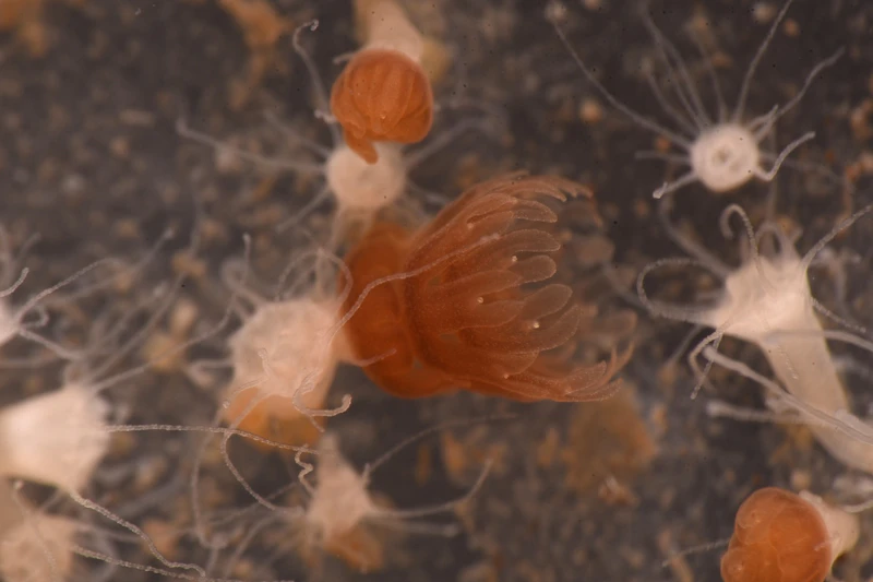 ミズクラゲ(ストロビラ)