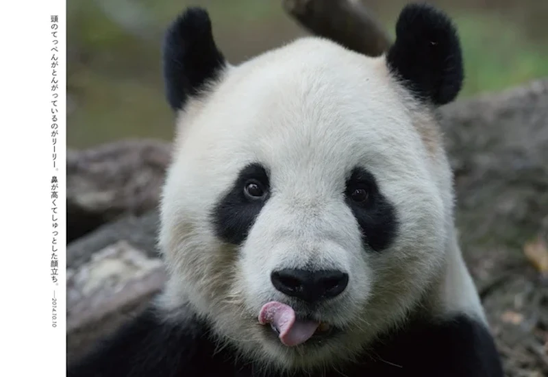 本書p.7より。リーリーの正面のお顔。