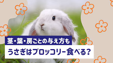 うさぎにブロッコリーは与えてOK！茎・葉・房それぞれの食べさせ方は？のサムネイル画像