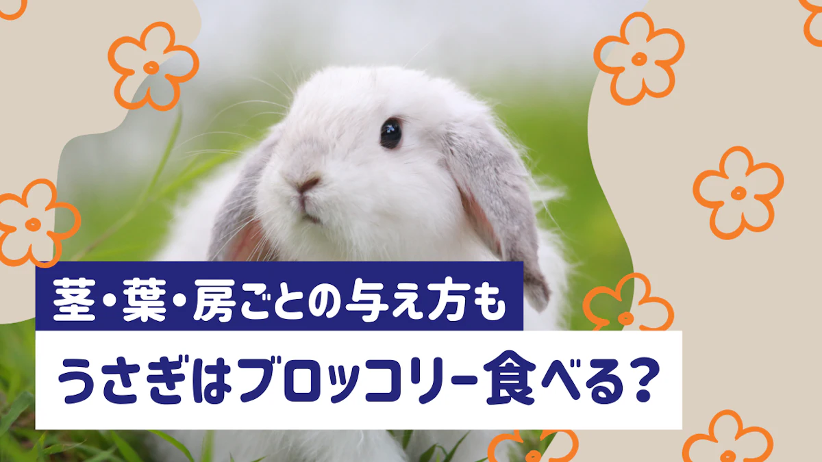 うさぎにブロッコリーは与えてOK！茎・葉・房それぞれの食べさせ方は？