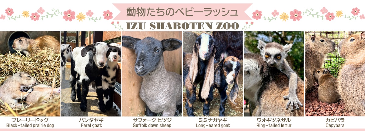 伊豆シャボテン動物公園に春の「動物たちのベビーラッシュ」到来!6種類15頭の赤ちゃんが誕生