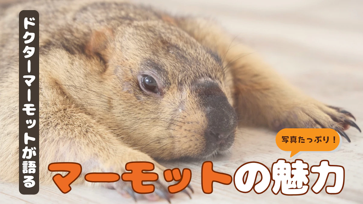 ドクターマーモットさんが語る、マーモットの魅力とは？　“リアルすみっこぐらし”な可愛さのサムネイル画像