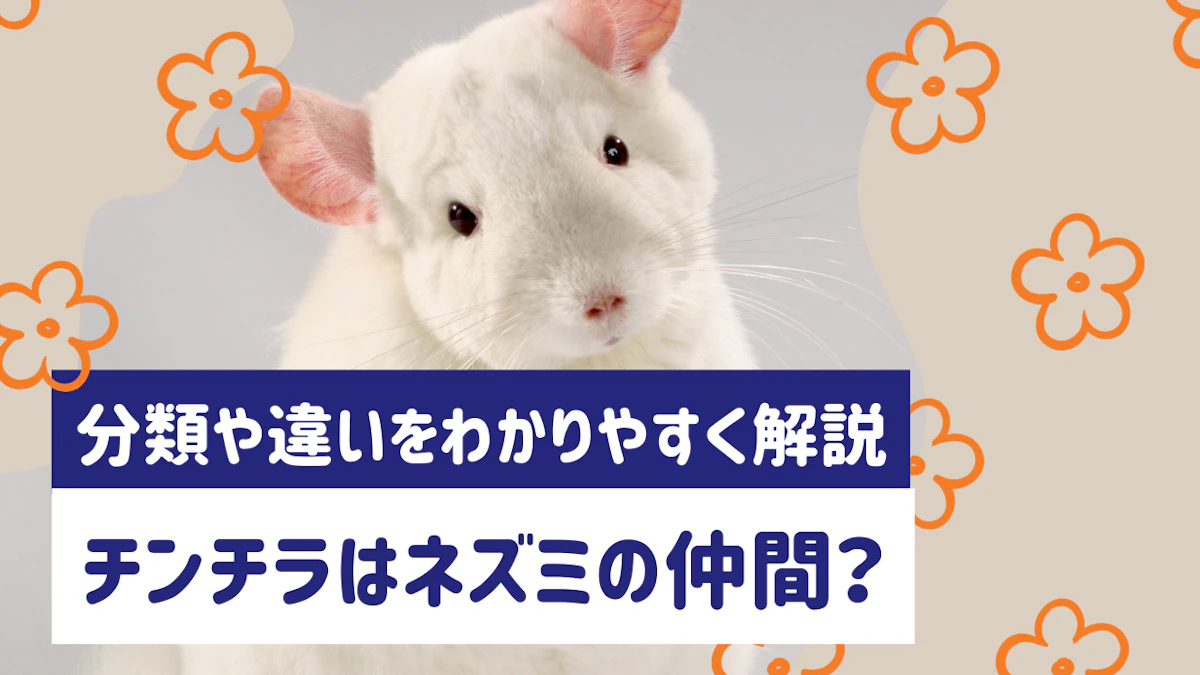 チンチラはネズミの仲間？分類や違いをわかりやすく解説のサムネイル画像