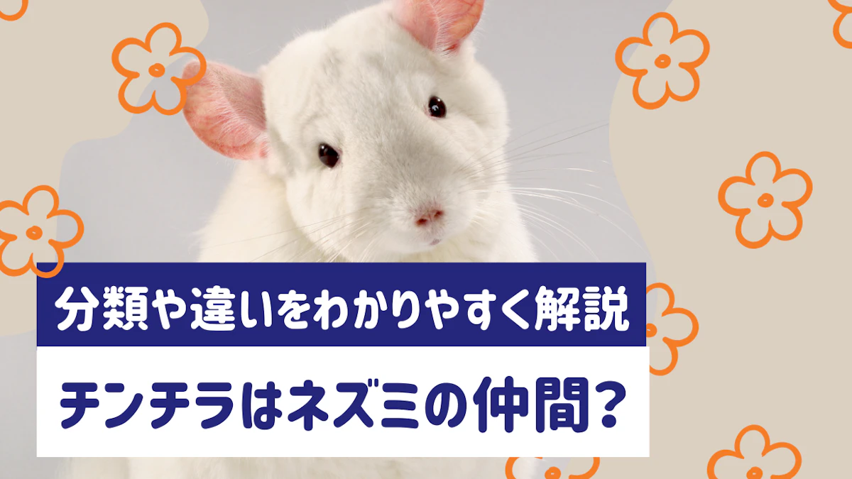 チンチラはネズミの仲間？分類や違いをわかりやすく解説