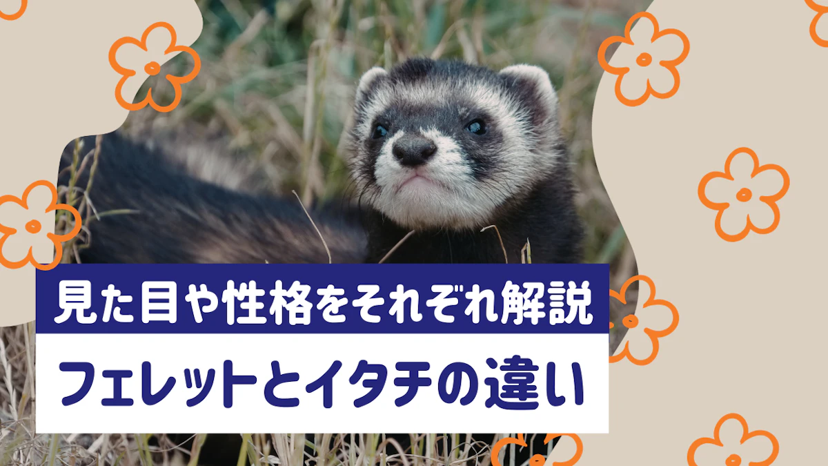 フェレットとイタチの違いとは？見た目・性格・飼育の可否をわかりやすく解説のサムネイル画像