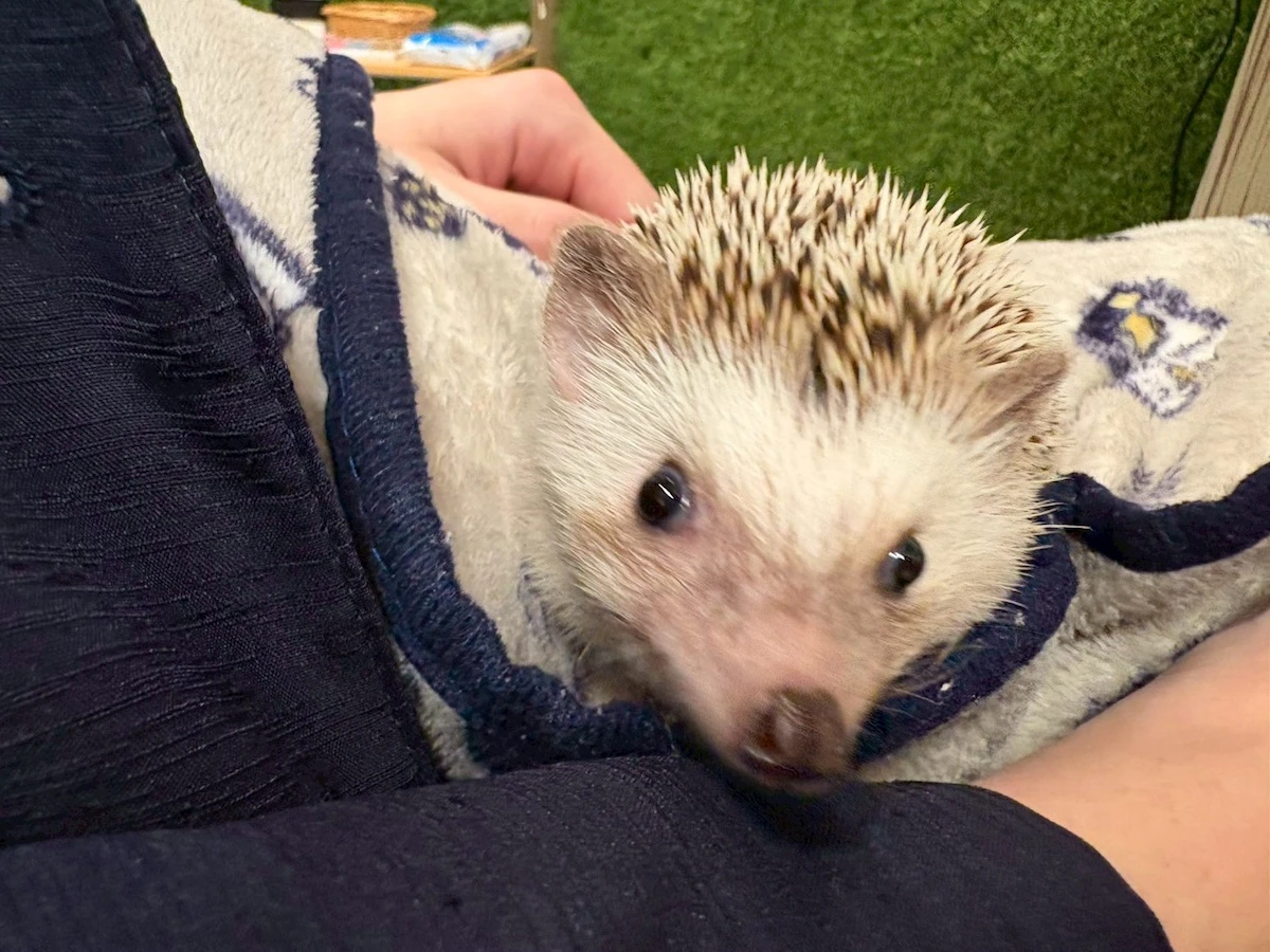 ブランケットに入ったハリネズミ