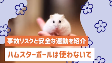ハムスターボールは使わないで！事故リスクと安全な運動方法を紹介のサムネイル画像