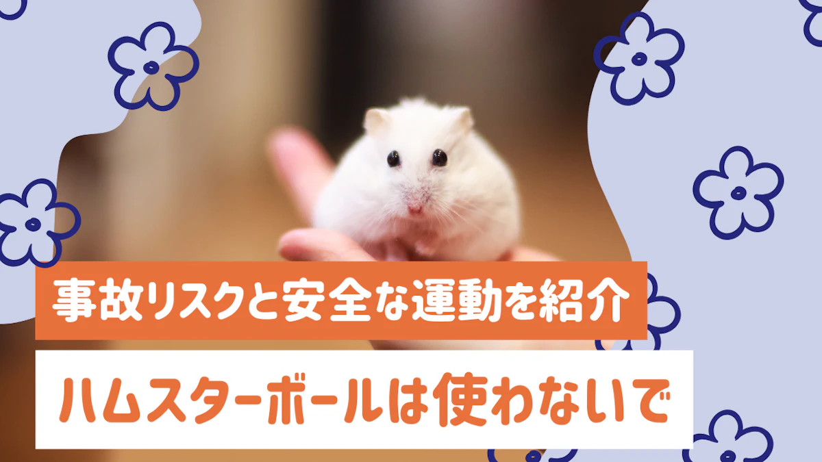 ハムスターボールは使わないで！事故リスクと安全な運動方法を紹介