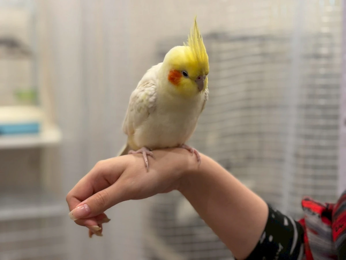 手乗りのインコ