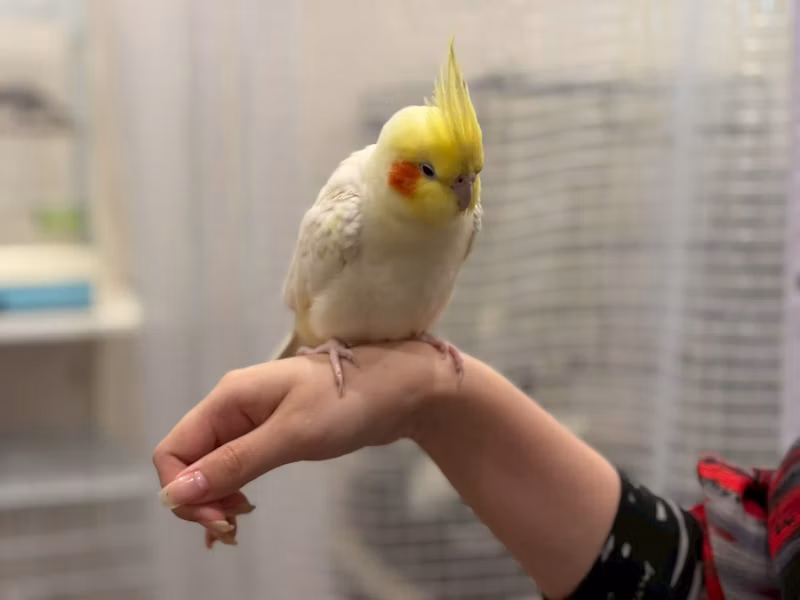手乗りのインコ
